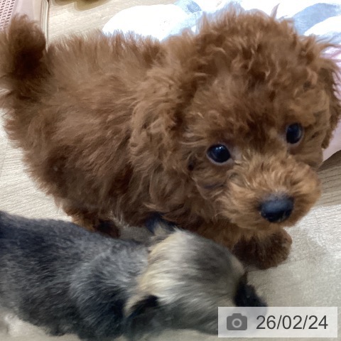 宮城県のトイプードル(トイ) (ペットプラス 名取店/2025年12月19日生まれ/男の子/レッド)の子犬の3枚目の画像