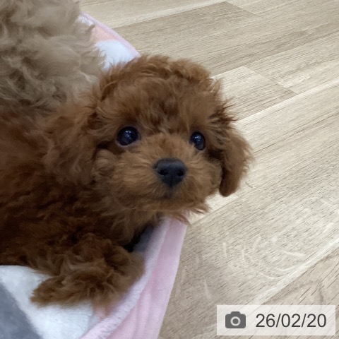 群馬県のトイプードル(トイ) (ペットプラス 前橋店/2025年12月19日生まれ/男の子/レッド)の子犬の3枚目の画像