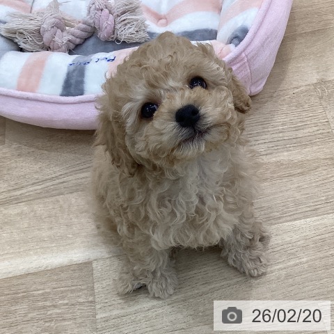 群馬県のトイプードル(トイ) (ペットプラス 前橋店/2025年12月19日生まれ/男の子/クリーム)の子犬の3枚目の画像