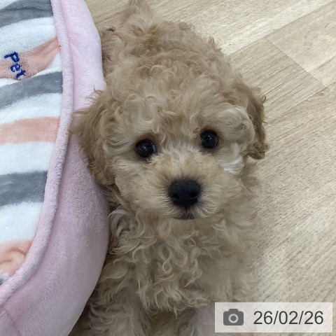 群馬県のトイプードル(トイ) (ペットプラス 前橋店/2025年12月19日生まれ/男の子/クリーム)の子犬の4枚目の画像