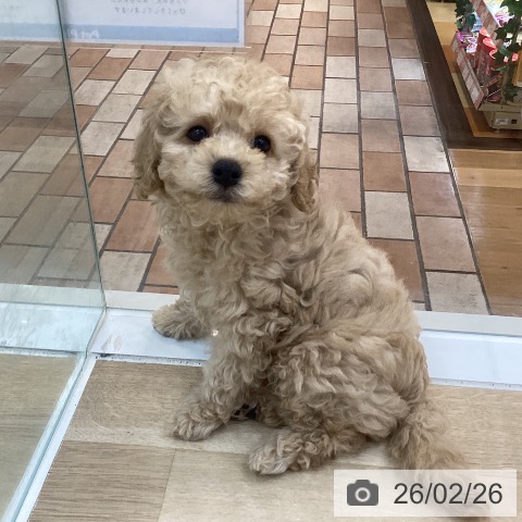 群馬県のトイプードル(トイ) (ペットプラス 前橋店/2025年12月19日生まれ/男の子/クリーム)の子犬の3枚目の画像