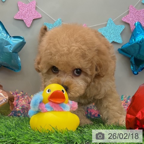 トイ・プードルの写真