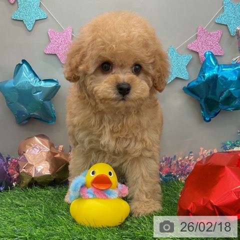 トイ・プードルの写真