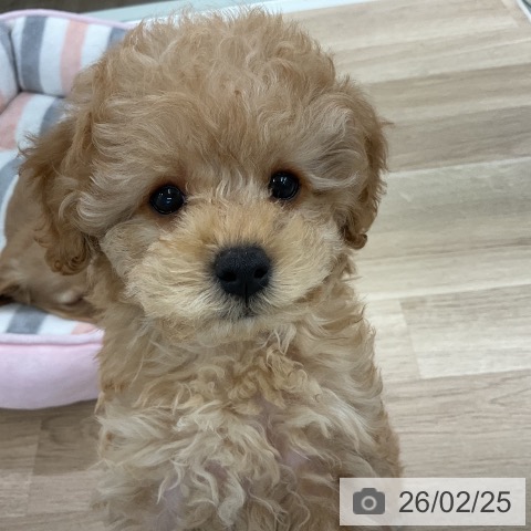 千葉県のトイプードル(トイ) (ペットプラス コトエ流山おおたかの森店/2025年12月19日生まれ/男の子/アプリコット)の子犬の3枚目の画像