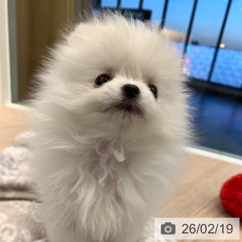 千葉県のポメラニアン (ペットプラス 幕張新都心店/2025年12月19日生まれ/女の子/クリーム)の子犬の4枚目の画像