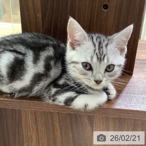 東京都のアメリカンショートヘアー (ペットプラス 日の出店/2025年12月18日生まれ/男の子/シルバータビー)の子猫の3枚目の画像