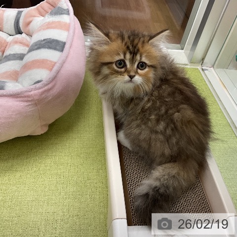 サイベリアンの写真