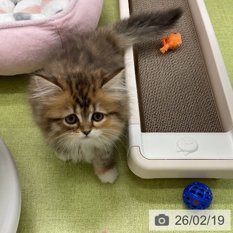 サイベリアンの写真