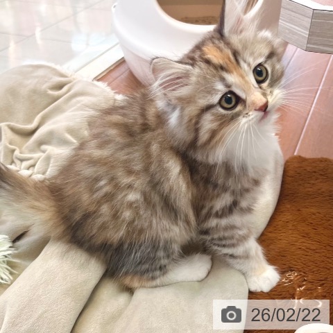 サイベリアンの写真