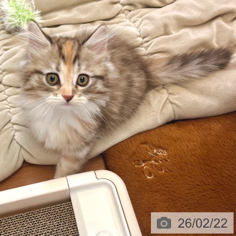 サイベリアンの写真