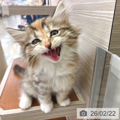 サイベリアンの写真