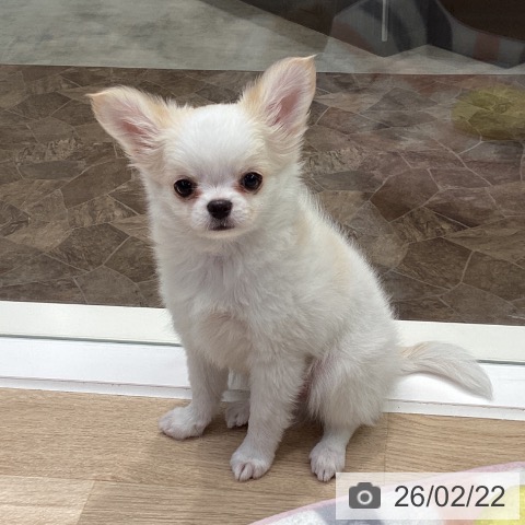 神奈川県のチワワ(ロング) (ペットプラス 座間店/2025年12月19日生まれ/男の子/ホワイトクリーム)の子犬の4枚目の画像