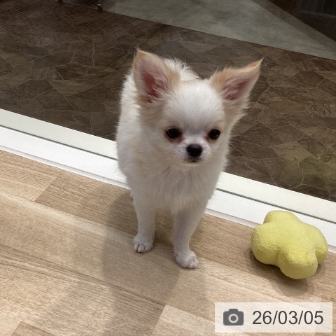 神奈川県のチワワ(ロング) (ペットプラス 座間店/2025年12月19日生まれ/男の子/ホワイトクリーム)の子犬の4枚目の画像