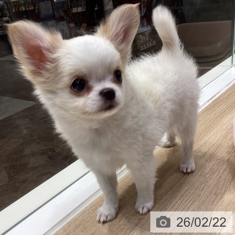 神奈川県のチワワ(ロング) (ペットプラス 座間店/2025年12月19日生まれ/男の子/ホワイトクリーム)の子犬の3枚目の画像