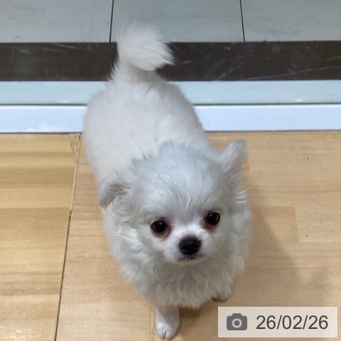 埼玉県のチワワ(ロング) (ペットプラス 与野店/2025年12月19日生まれ/女の子/ホワイトクリーム)の子犬の3枚目の画像