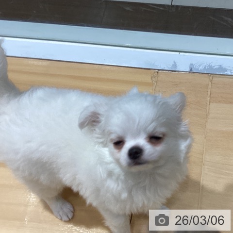 埼玉県のチワワ(ロング) (ペットプラス 与野店/2025年12月19日生まれ/女の子/ホワイトクリーム)の子犬の3枚目の画像