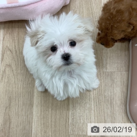 福島県のマルチーズ (ペットプラス 福島店/2025年12月15日生まれ/男の子/ホワイト)の子犬の3枚目の画像
