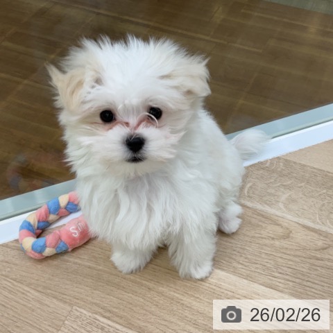 福島県のマルチーズ (ペットプラス 福島店/2025年12月15日生まれ/男の子/ホワイト)の子犬の3枚目の画像
