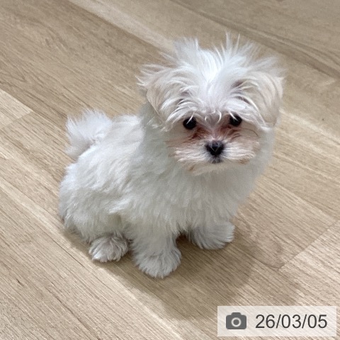 岩手県のマルチーズ (ペットプラス 盛岡南店/2025年12月15日生まれ/女の子/ホワイト)の子犬の3枚目の画像