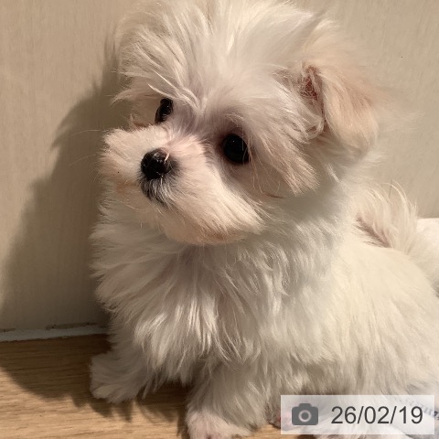 マルチーズの写真