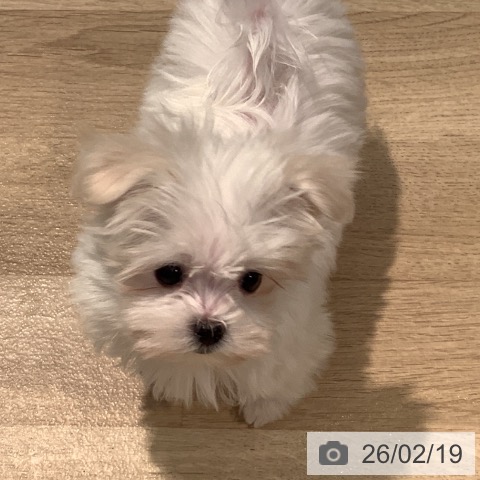 マルチーズの写真