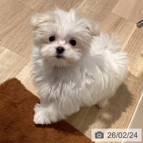 東京都のマルチーズ (ペットプラス 東久留米店/2025年12月15日生まれ/女の子/ホワイト)の子犬の4枚目の画像