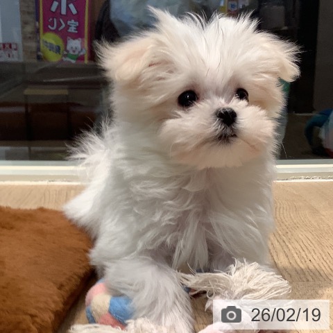 マルチーズの写真