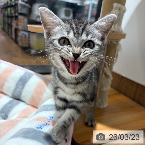 東京都のアメリカンショートヘアー (ペッツワン 青梅インター店/2025年12月17日生まれ/男の子/シルバータビー)の子猫の4枚目の画像