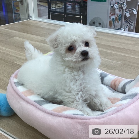 山梨県のビションフリーゼ (ペットプラス 甲府国母店/2025年12月18日生まれ/女の子/ホワイト)の子犬の4枚目の画像