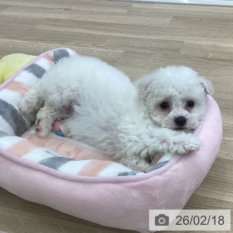 山梨県のビションフリーゼ (ペットプラス 甲府国母店/2025年12月18日生まれ/女の子/ホワイト)の子犬の3枚目の画像