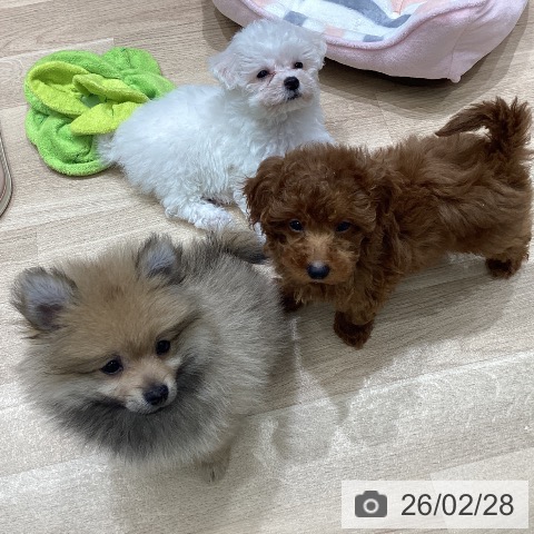 ビション・フリーゼの写真