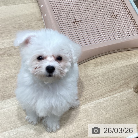 ビション・フリーゼの写真