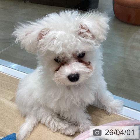 ビション・フリーゼの写真