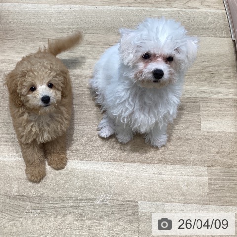 ビション・フリーゼの写真