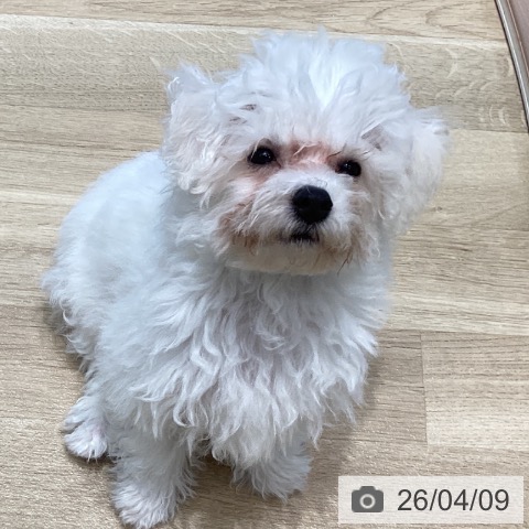 ビション・フリーゼの写真