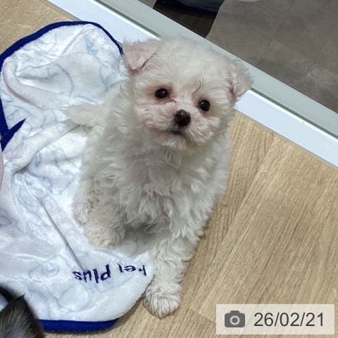 宮城県のビションフリーゼ (ペットプラス 名取店/2025年12月18日生まれ/女の子/ホワイト)の子犬の3枚目の画像