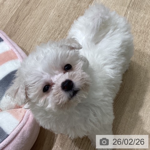 宮城県のビションフリーゼ (ペットプラス 名取店/2025年12月18日生まれ/女の子/ホワイト)の子犬の3枚目の画像
