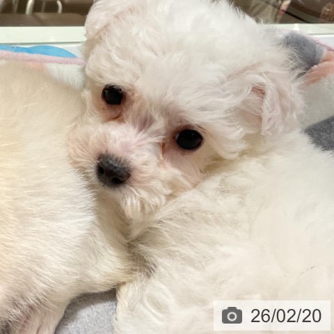 ビション・フリーゼの写真