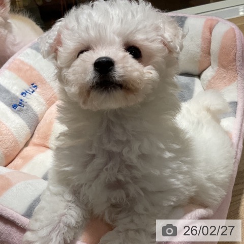 神奈川県のビションフリーゼ (ペットプラス 湘南平塚店/2025年12月18日生まれ/女の子/ホワイト)の子犬の4枚目の画像