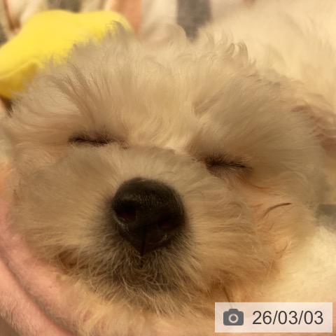 神奈川県のビションフリーゼ (ペットプラス 湘南平塚店/2025年12月18日生まれ/女の子/ホワイト)の子犬の4枚目の画像