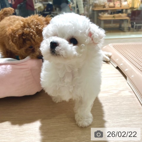 ビション・フリーゼの写真