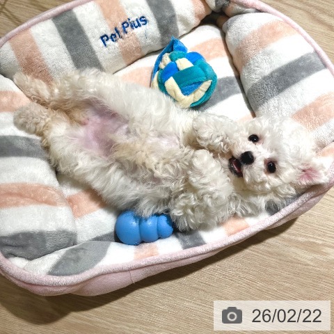 ビション・フリーゼの写真