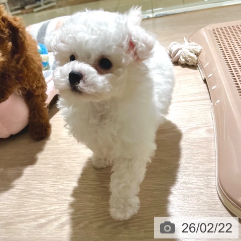 ビション・フリーゼの写真