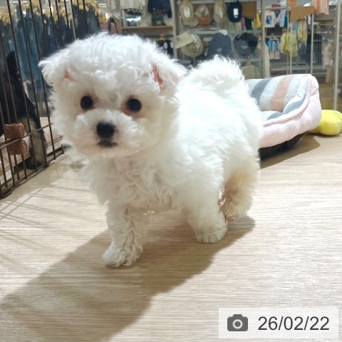 ビション・フリーゼの写真