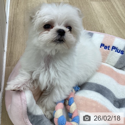 マルチーズの写真