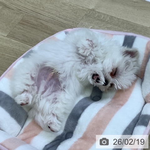 マルチーズの写真