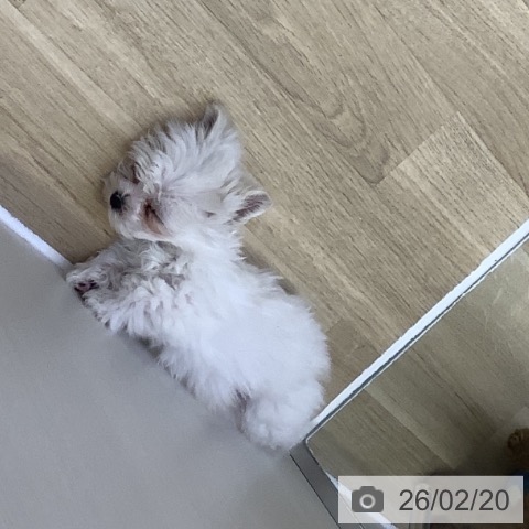 マルチーズの写真