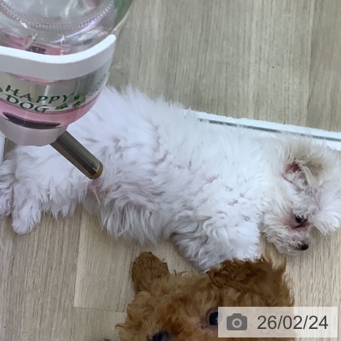 マルチーズの写真