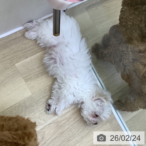 マルチーズの写真