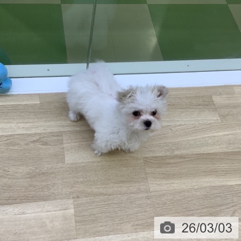 マルチーズの写真